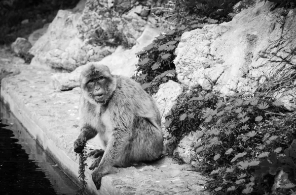 Monos Gibraltar Vista Cerca Vida Silvestre Dentro Roca Gibraltar Reserva — Foto de Stock