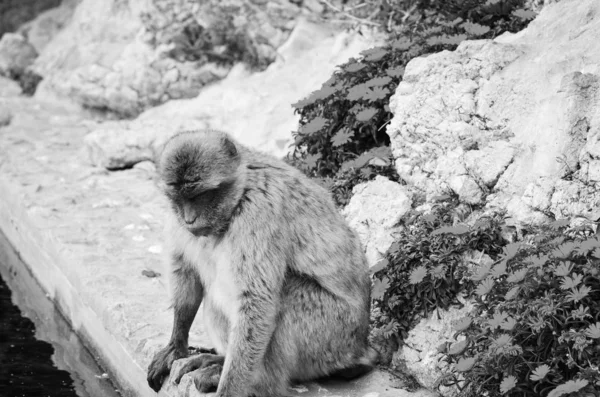 Monyet Gibraltar Menutup Pandangan Satwa Liar Dalam Batu Reservasi Gibraltar — Stok Foto