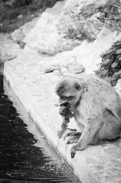 ジブラルタルサルは視界を閉じます ジブラルタル予約の岩の中の野生動物 — ストック写真