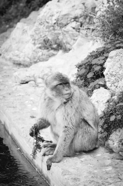 Monyet Gibraltar Menutup Pandangan Satwa Liar Dalam Batu Reservasi Gibraltar — Stok Foto