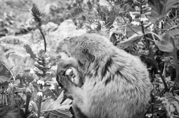 Gibraltar Affen Aus Nächster Nähe Wildtiere Felsen Des Gibraltar Reservats — Stockfoto