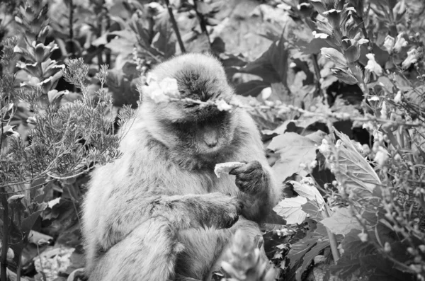 Monos Gibraltar Vista Cerca Vida Silvestre Dentro Roca Gibraltar Reserva — Foto de Stock