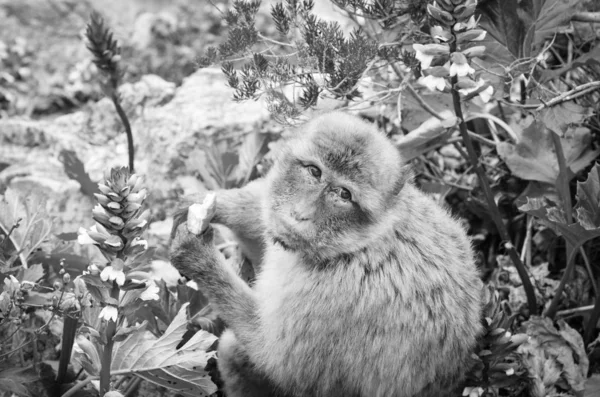 Gibraltar Affen Aus Nächster Nähe Wildtiere Felsen Des Gibraltar Reservats — Stockfoto