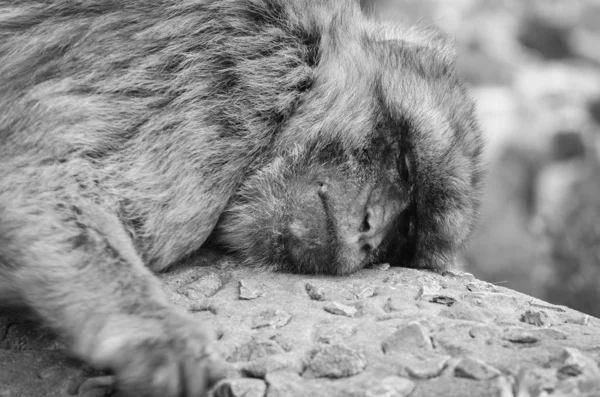 ジブラルタルサルは視界を閉じます ジブラルタル予約の岩の中の野生動物 — ストック写真