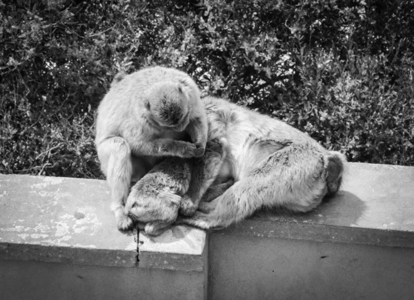 Gibraltar Affen Aus Nächster Nähe Wildtiere Felsen Des Gibraltar Reservats — Stockfoto