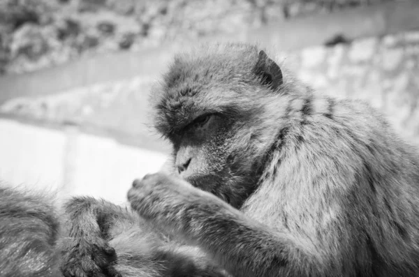 Gibraltar Affen Aus Nächster Nähe Wildtiere Felsen Des Gibraltar Reservats — Stockfoto