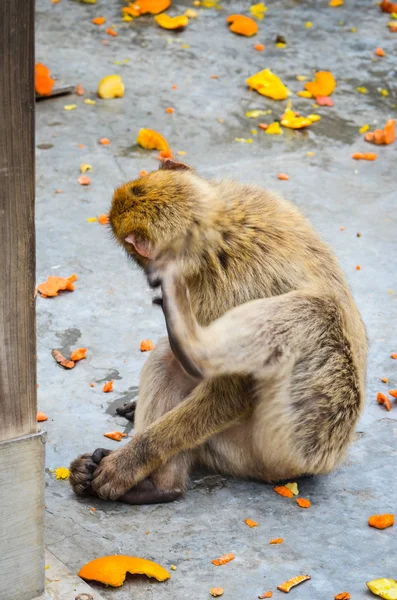 Macacos Gibraltar Vista Perto Vida Selvagem Dentro Rocha Reserva Gibraltar — Fotografia de Stock