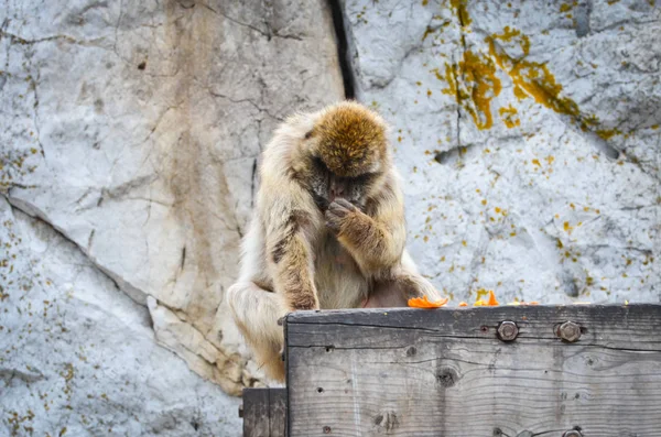 Macacos Gibraltar Vista Perto Vida Selvagem Dentro Rocha Reserva Gibraltar — Fotografia de Stock