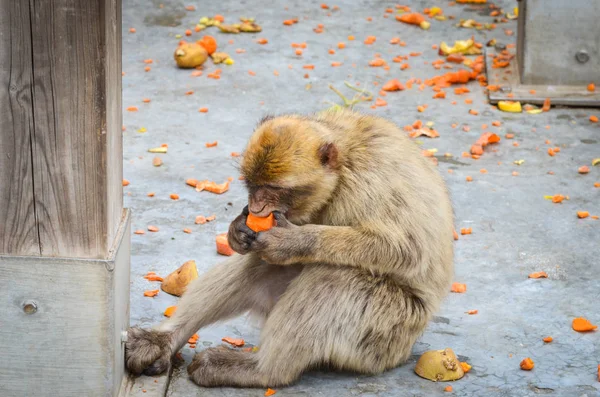 Scimmie Gibraltar Vista Vicino Fauna Selvatica All Interno Della Roccia — Foto Stock