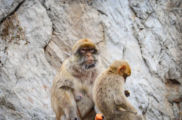 Macacos Gibraltar Vista Perto Vida Selvagem Dentro Rocha Reserva Gibraltar — Fotografia de Stock