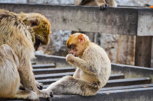 Macacos Gibraltar Vista Perto Vida Selvagem Dentro Rocha Reserva Gibraltar — Fotografia de Stock
