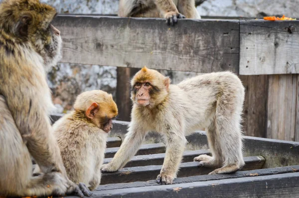 Macacos Gibraltar Vista Perto Vida Selvagem Dentro Rocha Reserva Gibraltar — Fotografia de Stock