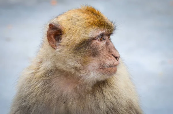 Gibraltar Affen Aus Nächster Nähe Wildtiere Felsen Des Gibraltar Reservats — Stockfoto