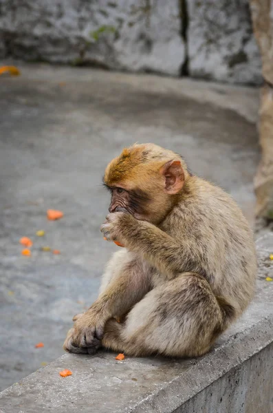 Scimmie Gibraltar Vista Vicino Fauna Selvatica All Interno Della Roccia — Foto Stock