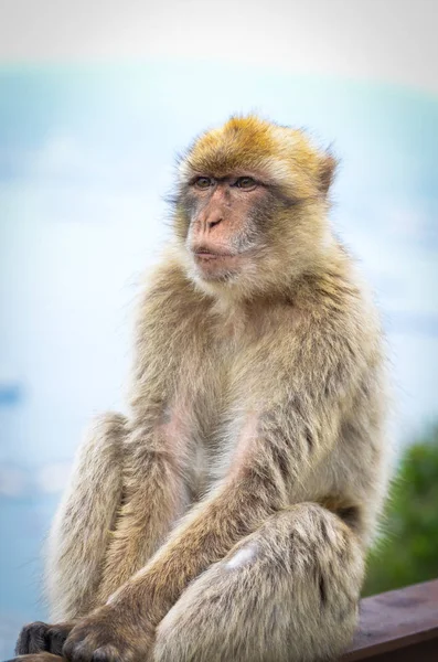 Гібралтарські Мавпи Крупним Планом Дика Природа Межах Гібралтарської Резервації — стокове фото
