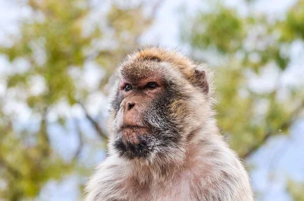 Gibraltar Affen Aus Nächster Nähe Wildtiere Felsen Des Gibraltar Reservats — Stockfoto