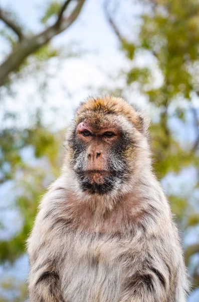 Monos Gibraltar Vista Cerca Vida Silvestre Dentro Roca Gibraltar Reserva — Foto de Stock