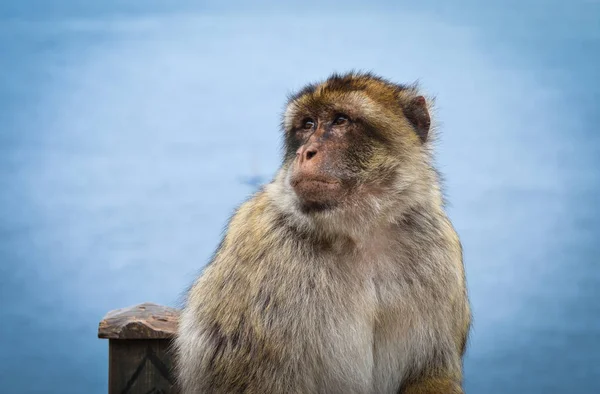 Πιθήκους Gibraltar Close View Άγρια Ζώα Μέσα Στο Βράχο Του — Φωτογραφία Αρχείου