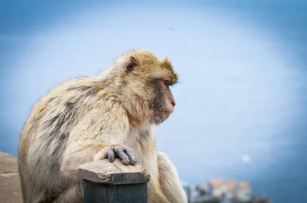 Gibraltar Affen Aus Nächster Nähe Wildtiere Felsen Des Gibraltar Reservats — Stockfoto