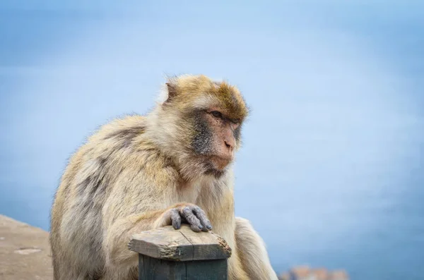 Gibraltári Majmok Közelről Nézet Vadvilág Gibraltári Rezervátum Szikláján Belül — Stock Fotó