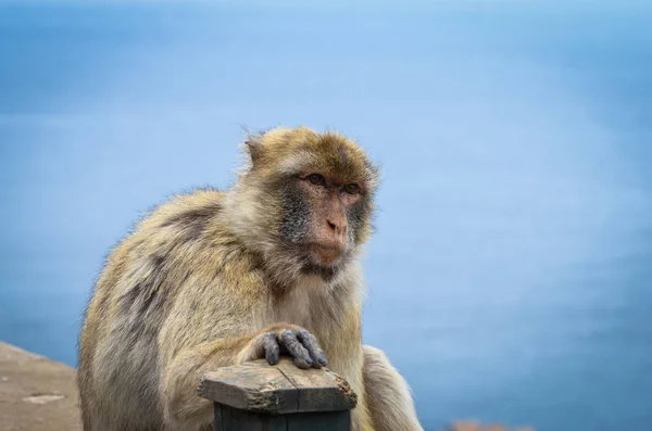 Gibraltári Majmok Közelről Nézet Vadvilág Gibraltári Rezervátum Szikláján Belül — Stock Fotó