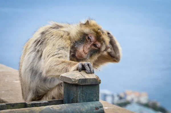 Cebelitarık Maymunları Cebelitarık Kayası Ndaki Vahşi Yaşamı Yakından Görüyorlar — Stok fotoğraf