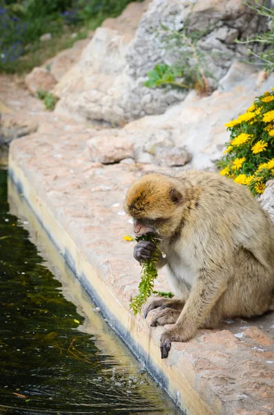 ジブラルタルサルは視界を閉じます ジブラルタル予約の岩の中の野生動物 — ストック写真