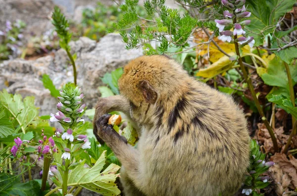 ジブラルタルサルは視界を閉じます ジブラルタル予約の岩の中の野生動物 — ストック写真