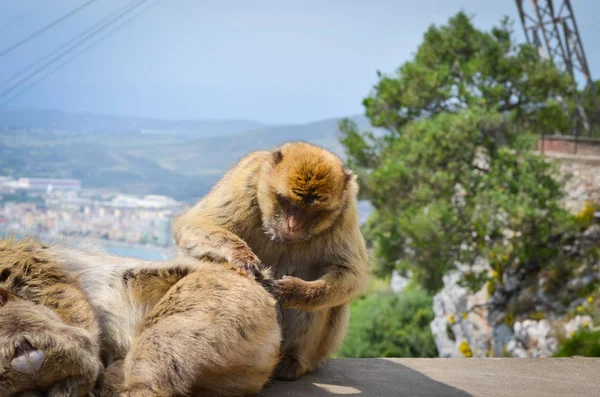 Macacos Gibraltar Vista Perto Vida Selvagem Dentro Rocha Reserva Gibraltar — Fotografia de Stock