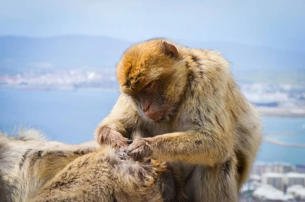 Macacos Gibraltar Vista Perto Vida Selvagem Dentro Rocha Reserva Gibraltar — Fotografia de Stock