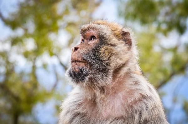 Gibraltar Monkeys Close View Wildlife Rock Gibraltar Reservation Stock Photo