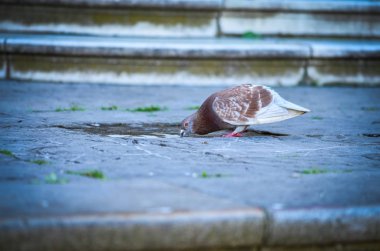 güvercinler İspanya sokaklarının manzarasını kapatıyor.