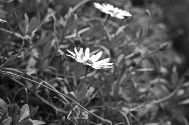 İspanyol parkları içindeki doğal çiçekler.