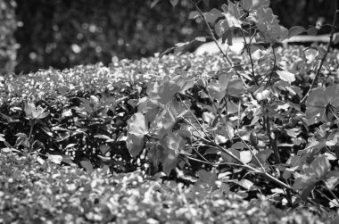 İspanyol parkları içindeki doğal çiçekler.