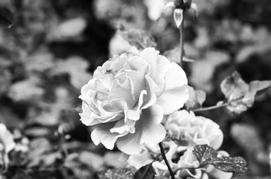 İspanyol parkları içindeki doğal çiçekler.