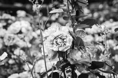 İspanyol parkları içindeki doğal çiçekler.