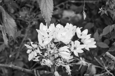 İspanyol parkları içindeki doğal çiçekler.