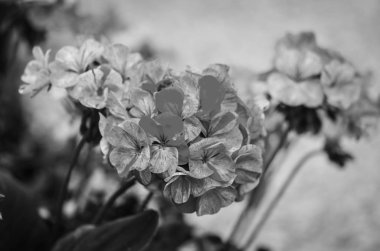 İspanyol parkları içindeki doğal çiçekler.