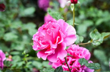 İspanyol parkları içindeki doğal çiçekler.