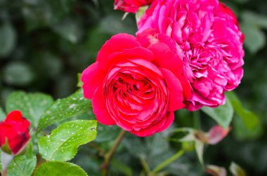 İspanyol parkları içindeki doğal çiçekler.