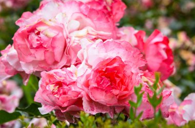 İspanyol parkları içindeki doğal çiçekler.