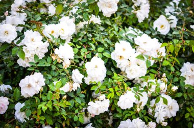 İspanyol parkları içindeki doğal çiçekler.