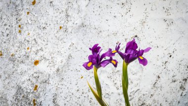 İspanyol parkları içindeki doğal çiçekler.