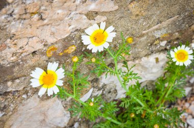 İspanyol parkları içindeki doğal çiçekler.