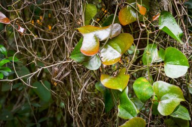 İspanyol parkları içindeki doğal çiçekler.