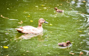 İspanyol parkları içindeki doğal çiçekler.