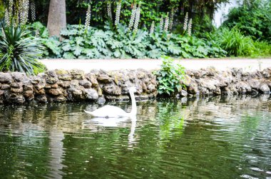 İspanyol parkları içindeki doğal çiçekler.