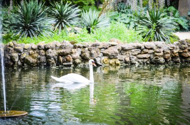 İspanyol parkları içindeki doğal çiçekler.