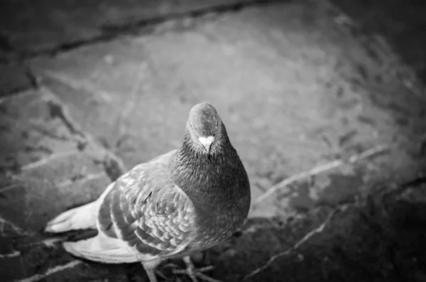 Pigeons Close View Streets Spanish City — Stock Photo, Image