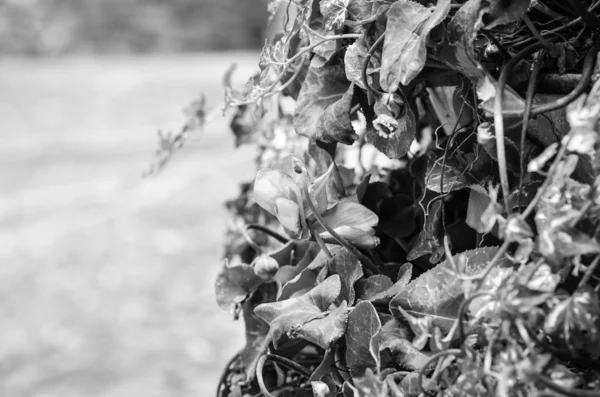 Flores Naturais Dentro Dos Parques Espanhóis Reserva — Fotografia de Stock